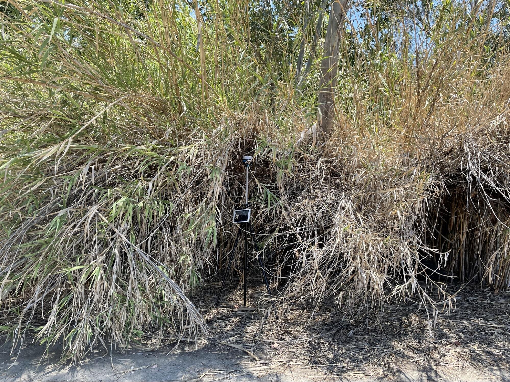  Many areas are entirely impassable without a machete to cut through the vegetation. 
